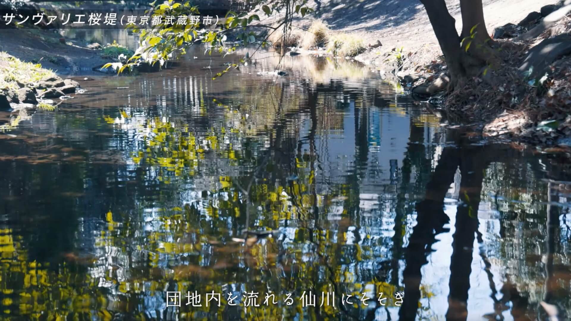 団地内を流れる仙川の水面に、木々が映り込む場面