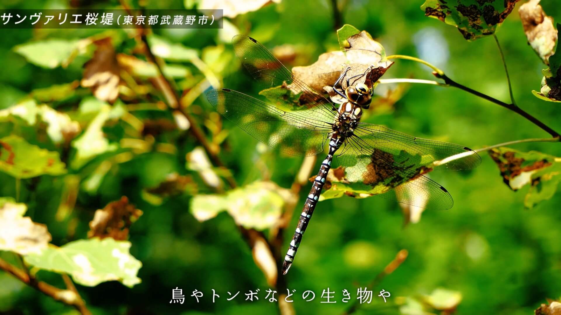木の枝にとまるトンボのクローズアップ
