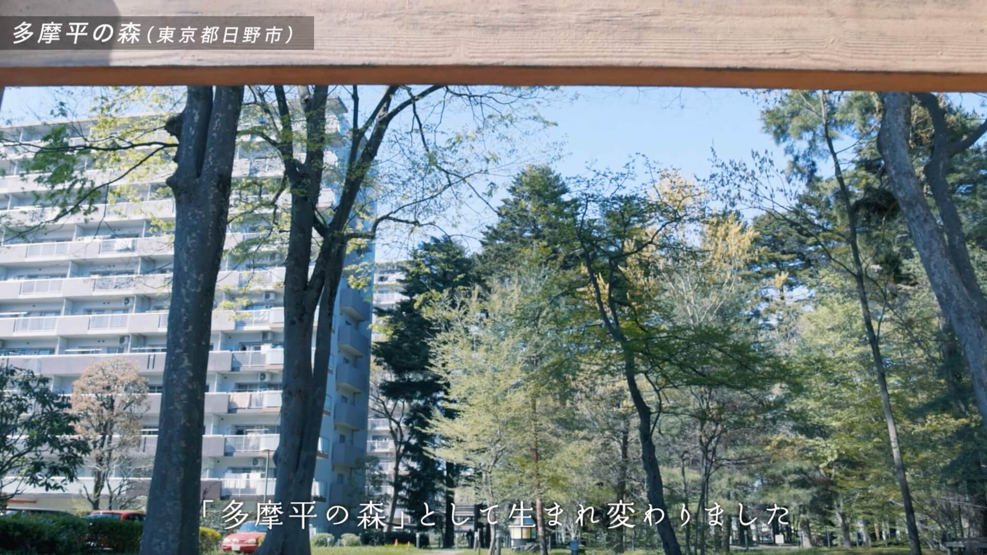 大きな木々の向こうに住棟が見える、現在の多摩平の森