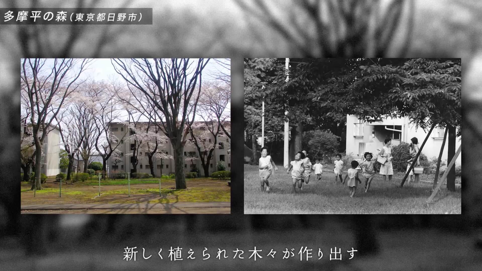 建て替え前の団地の木々と、子どもたちが遊ぶ白黒写真を並べた場面
