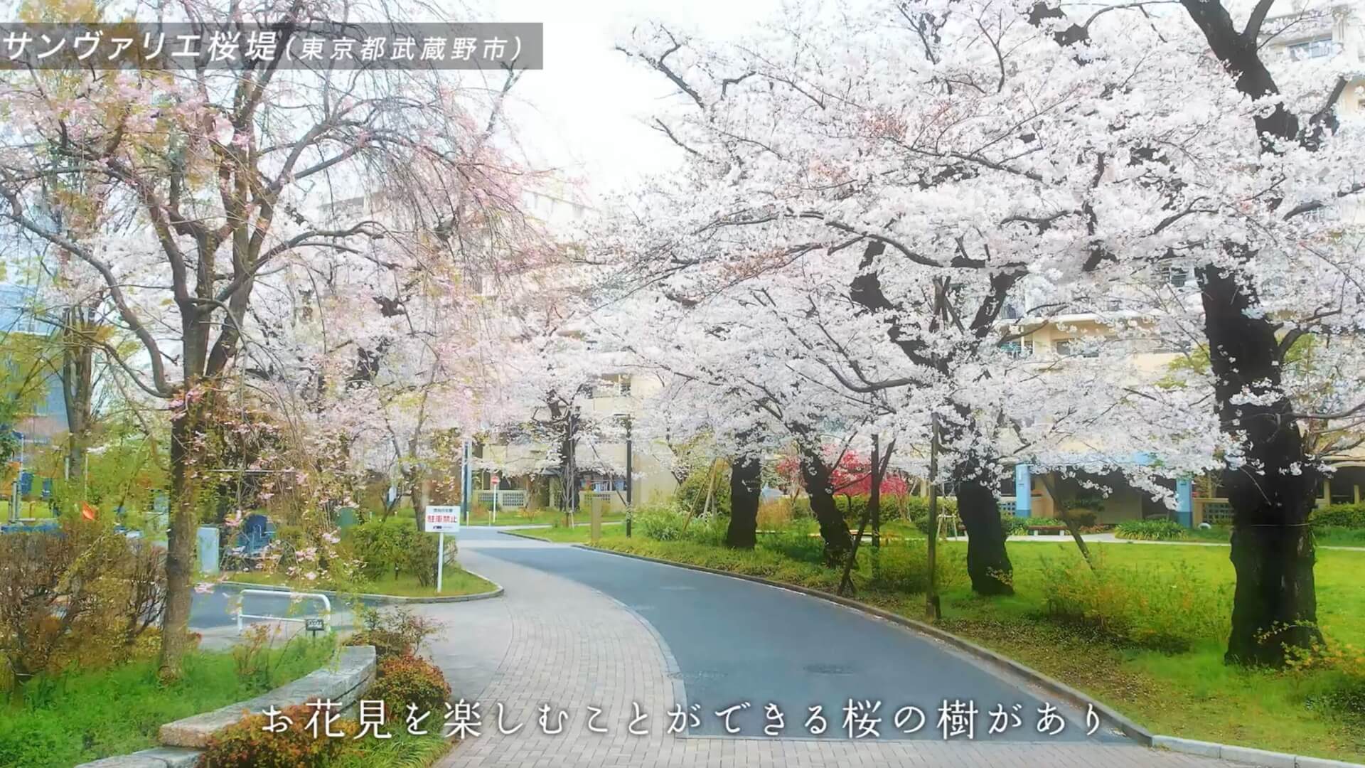満開の桜並木が続く、サンヴァリエ桜堤の団地内の道