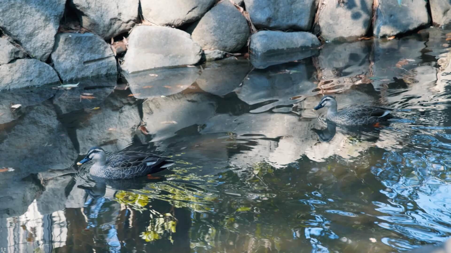 団地内の池を泳ぐカルガモ